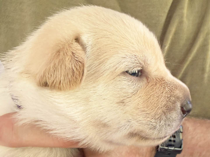 chinook puppy